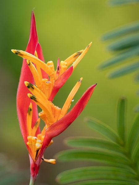 Fiji-Taveuni Island False Bird Of Paradise Flower (Heliconia psittacorum)